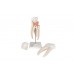 model zęba trzonowego górnego trójkorzeniowego, 3 części - 1017580 [d10/5] 3b scientific modele anatomiczne 4